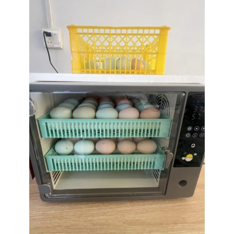 Inkubator Telur Otomatis Penuh - Quail Egg Incubator ulasan dan harga