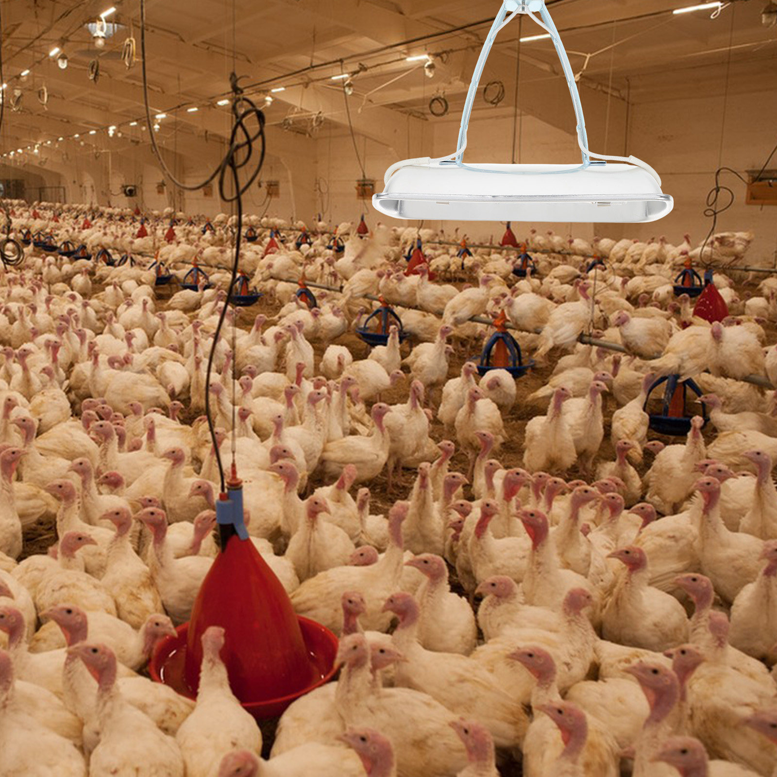 Lampu Preservasi Peternakan Ba - Farming A ulasan dan harga